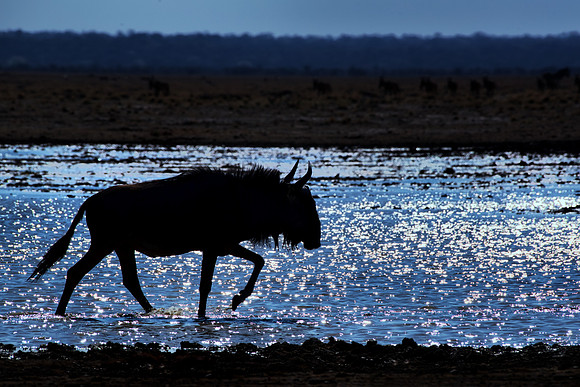 Wading Wildebeest