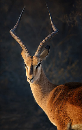 Black-faced Impala (Namibia)