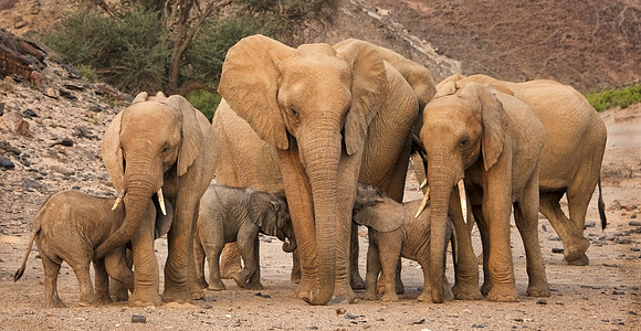 Elephant Matriarch with Sisters and  Calves