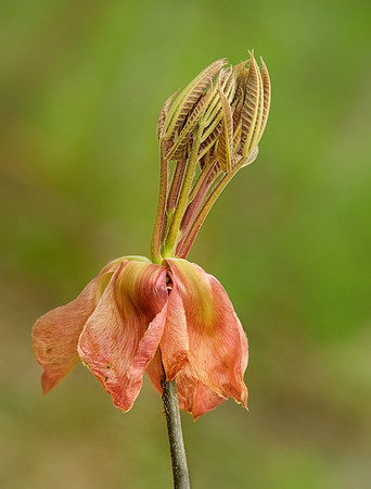 Prayerful Bud Opens