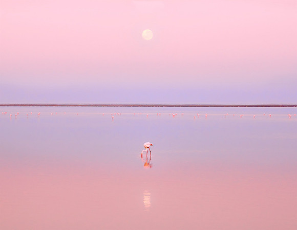 Pink Morning, Namibia