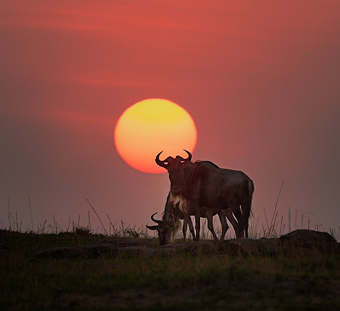 Wildebeest Sunset