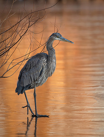 Heron on Ice at Sunset