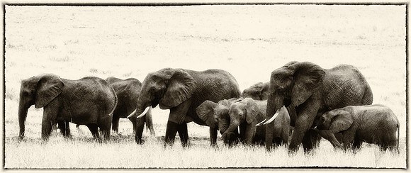 Elephants of Tanzania