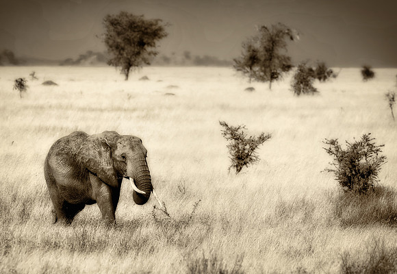 Elephants of Tanzania