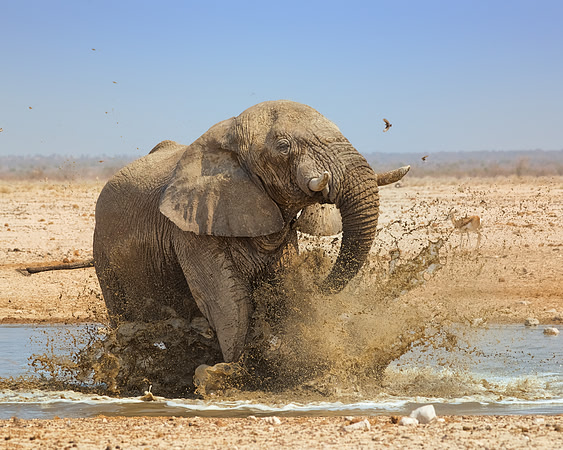 Etosha NP, Namibia