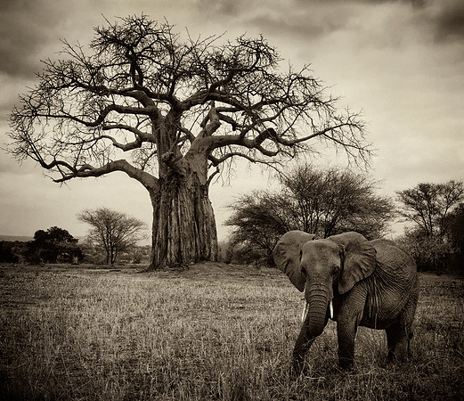 Elephant with Baobab tree - Tanzania