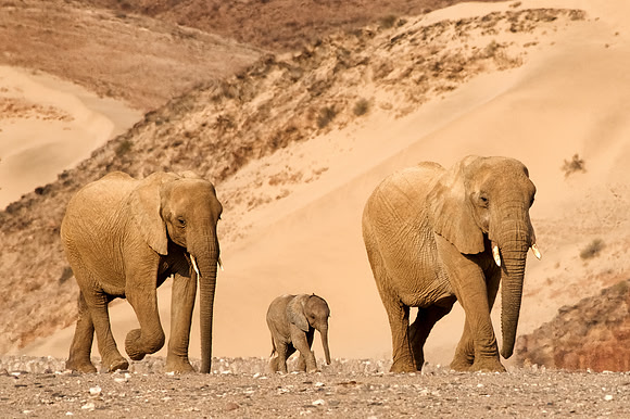 Desert-adapted elephants of Damaraland, Namibia