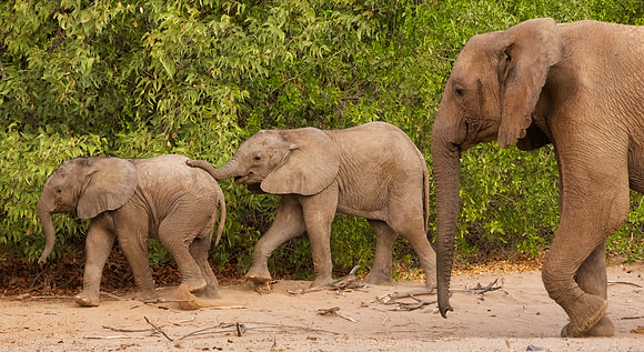 Desert-adapted elephants of Damaraland, Namibia