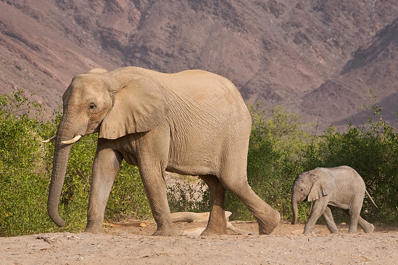 Desert-adapted elephants of Damaraland, Namibia