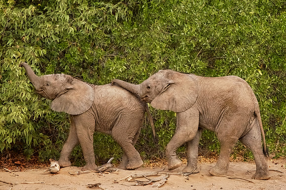 Desert-adapted elephants of Damaraland, Namibia
