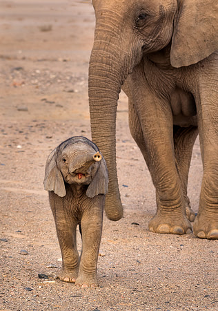 Desert-adapted elephants of Damaraland, Namibia