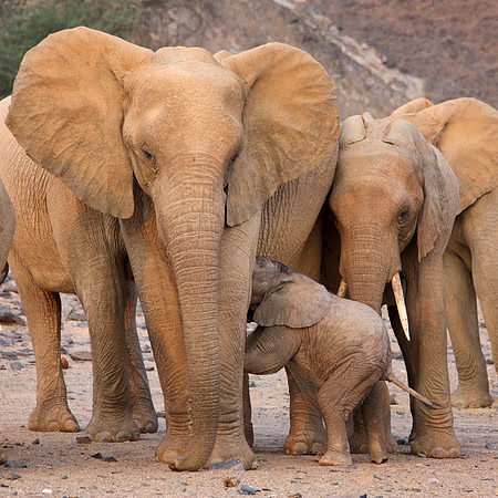 Desert-adapted elephants of Damaraland, Namibia