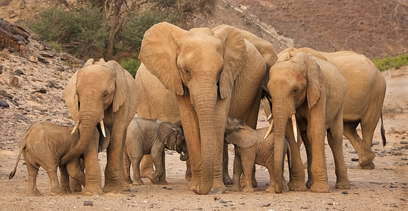 Desert-adapted elephants of Damaraland, Namibia