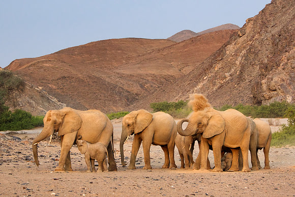 Desert-adapted elephants of Damaraland, Namibia