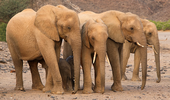 Desert-adapted elephants of Damaraland, Namibia