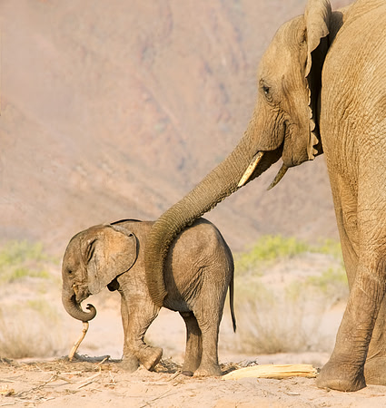 Desert-adapted elephants of Damaraland, Namibia