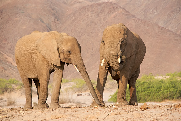 Desert-adapted elephants of Damaraland, Namibia