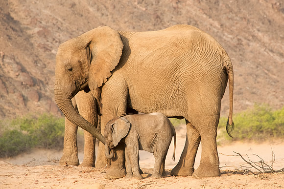 Desert-adapted elephants of Damaraland, Namibia