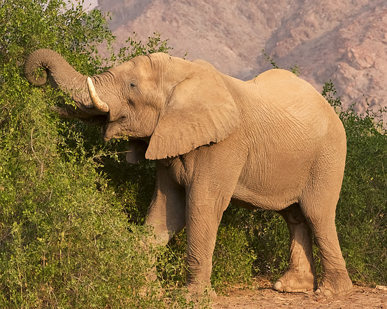 Desert-adapted elephants of Damaraland, Namibia