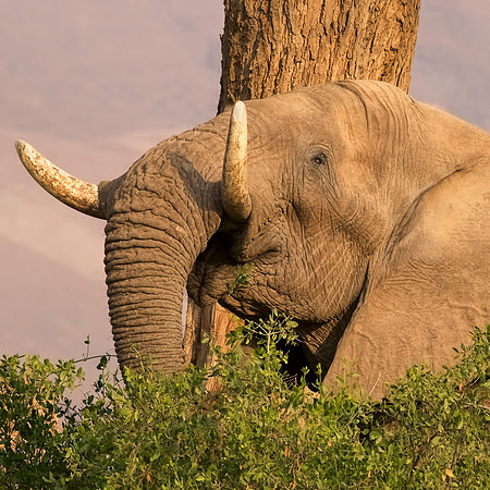 Desert-adapted elephants of Damaraland, Namibia