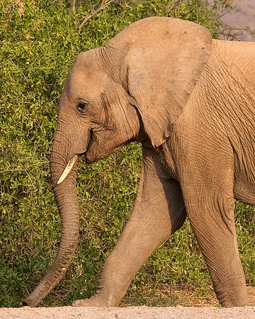 Desert-adapted elephants of Damaraland, Namibia