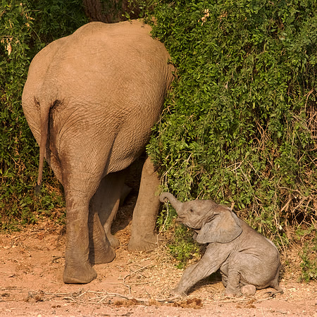 Tired baby! Desert-adapted elephants of Damaraland, Namibia