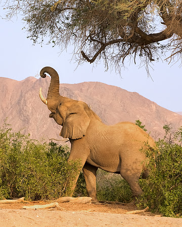 Desert-adapted elephants of Damaraland, Namibia
