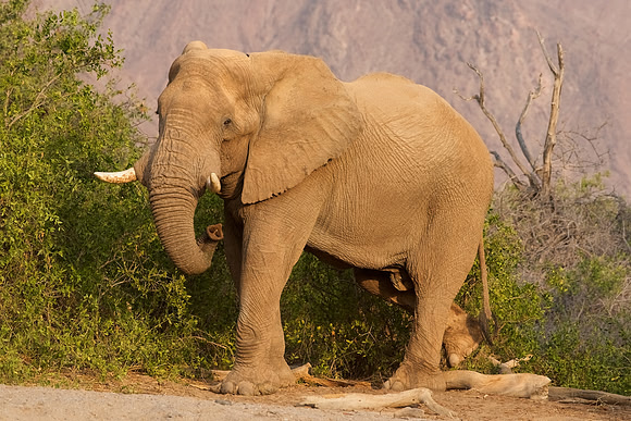 Desert-adapted elephants of Damaraland, Namibia