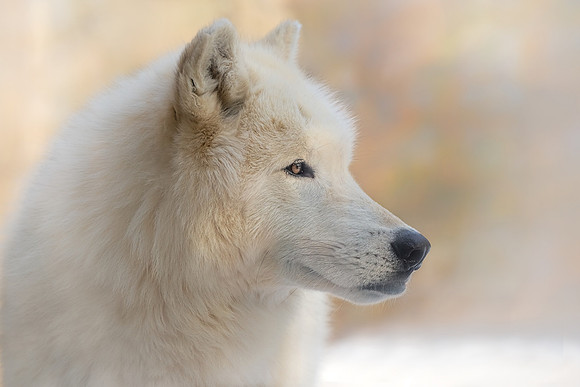 The White Wolf