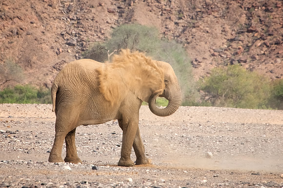 Desert-adapted elephants of Damaraland, Namibia