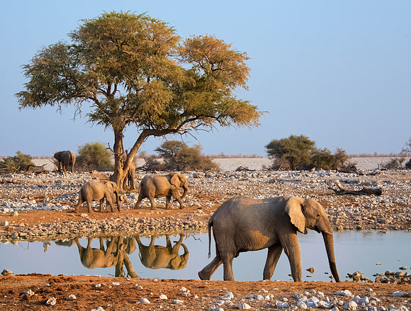 Etosha NP, Namibia