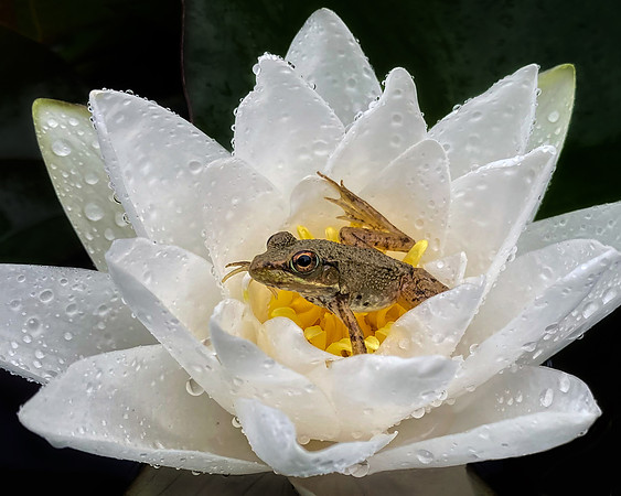 Young Frog on Waterlily After the Rain