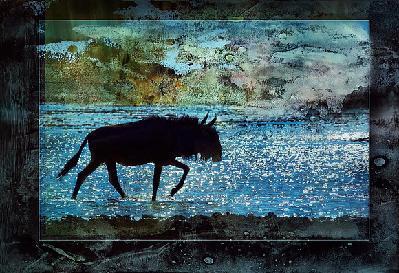 Wildebeest in Sparkling Water