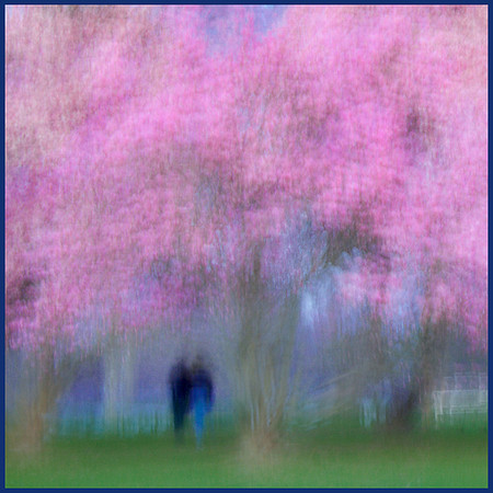 Warinanco Park at Magnolia time.  Created with intentional camera movement.