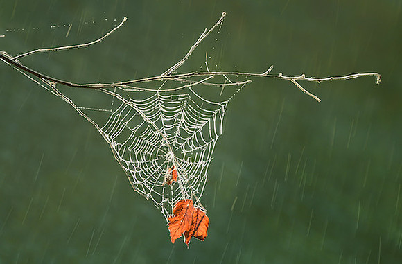 Autumn Rainshower - Rahway Park