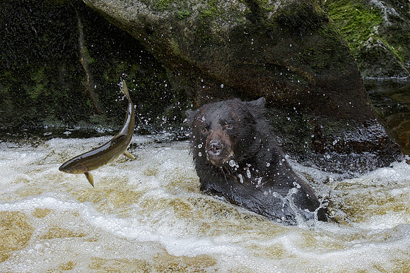 Bear and Salmon