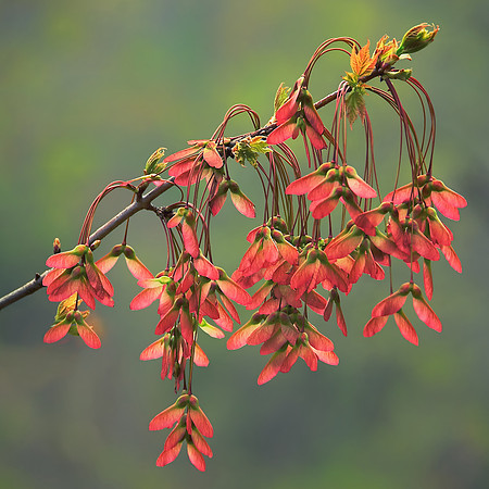 Spring Maple