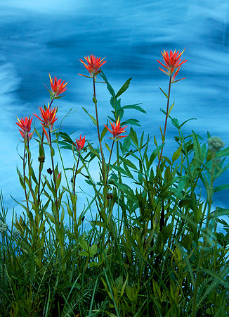 Paintbrush by a Stream