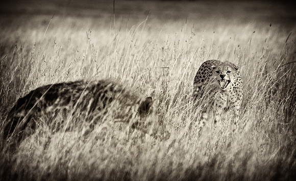 Cheetah Snarling at Hyena