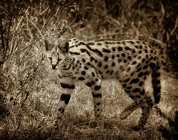 Serval (Tanzania)