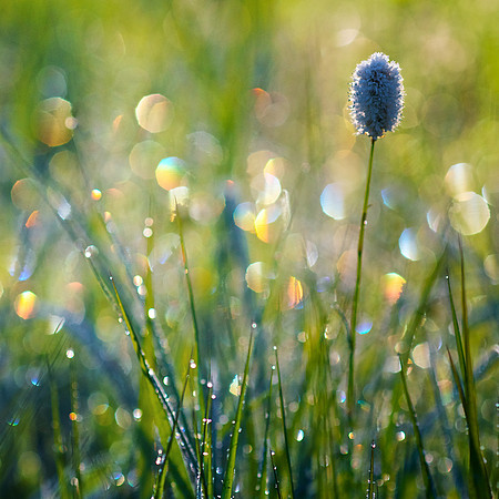 Frosty Morning