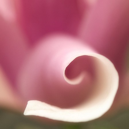 Magnolia curl