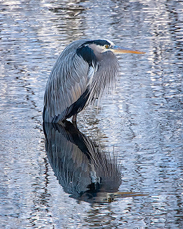 Chilly Heron