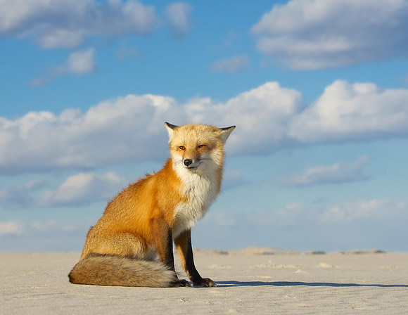 Red Fox, Jersey Shore