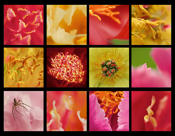 Peony Collage