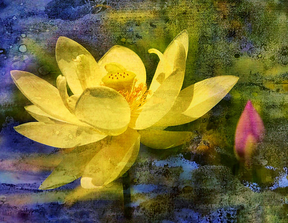 Dreaming of Lotus