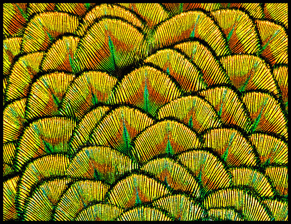 September - Closeup of feathers on a peafowl (captive - NJ)