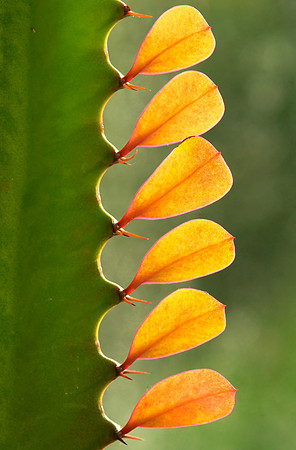 Euphorbia Edge
