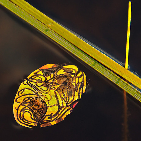 Art of the Leafminer